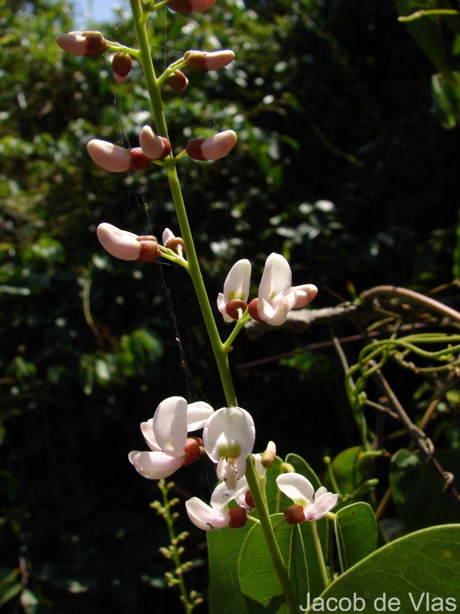 Derris trifoliata Lour.